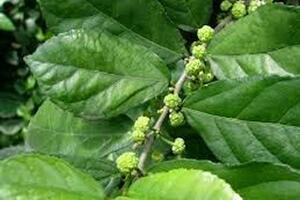 Cây duối chữa đái rắtTheo Đông y, duối có vị đắng, chát, tính mát, có tác dụng thanh nhiệt, giải độc, thông huyết, cầm máu và sát khuẩn.