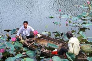 Cây sen chữa nhiều bệnhCây sen là một cây có nhiều công dụng như hạt, ngó làm thực phẩm, nhị sen để ướp chè và còn có tác dụng bổ thận, tráng dương cho nam giới...