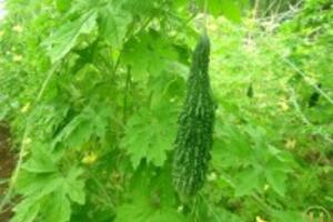 Trị nám đơn giản với các loại rau xanh