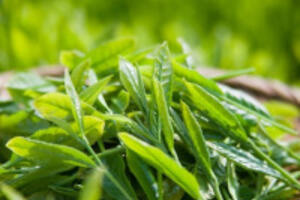 Thảo dược giúp bạn hết lo âu, mệt mỏi bạn không nên bỏ qua