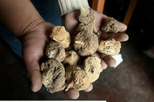 Thảo dược “mạnh” hơn cả ViagraRất nhiều các hợp chất có trong maca tác động tích cực đến hệ thần kinh trung ương, làm kích thích tăng lượng hormon.