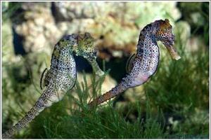 Hải mã, điều cần biếtHải mã là loại cá sống ở các vùng biển của nhiều nước trên thế giới. Nước ta hải mã cũng có nhiều ở những vùng ven biển...