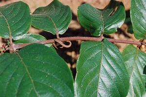 Câu đằng chữa chứng huyết áp caoCâu đằng có tác dụng hạ huyết áp là do hoạt chất rhynchophyllin quyết định; nó ức chế hệ thần kinh giao cảm, làm dãn các mạch máu ngoại vi.