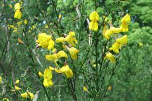 SAROTHAMNUS