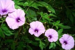 Bật mí những công dụng của cây bìm bìm bạn nên biết