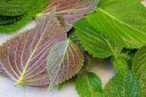 Tác dụng chữa bệnh ít ai biết đến từ những loại rau thơm