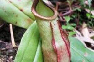 Trư lung thảo trị gan nhiễm mỡCây Trư lung thảo được dùng làm thuốc trị nhiều bệnh chứng, đặc biệt khá hiệu quả trong trị liệu bệnh gan nhiễm mỡ