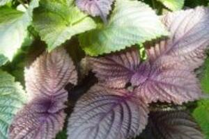 2 cách trị mụn siêu cấp tốc với lá tía tô