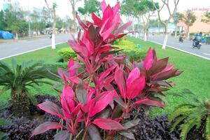 Cây huyết dụ chữa rong kinh 	Huyết dụ có tác dụng dùng trị lao phổi với ho thổ huyết, rong huyết, băng huyết, lậu huyết, kinh nguyệt ra quá nhiều, kiết lỵ ra máu...