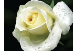 2 cách chữa ho bằng hoa hồng bạch nhanh chóng