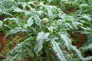 Actisô - Vị thuốc mùa xuânBông Actisô là loại rau cao cấp, khi nấu chín rất dễ tiêu hoá, dùng trị đau gan, giảm đau dạ dày, rất cần cho những người bị bệnh đái tháo đường...