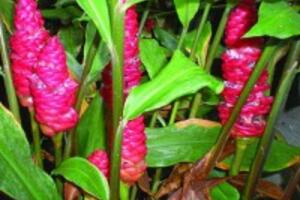 Bài thuốc trị xơ gan cổ trướng với gừng gió