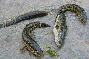 Cá quả bổ khí huyếtCá quả tính hàn vị ngọt, có công năng bồi bổ khí huyết, kiện tỳ, lợi tiểu, ích tinh tủy.