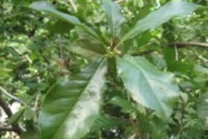 3 phương pháp điều trị tóc rụng nhiều bằng phương pháp tự nhiên