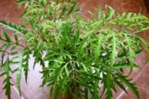 Cây đinh lăng chữa bệnh gì? Công dụng của cây đinh lăng