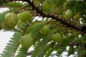 Me rừng - thuốc trị tiểu đường 	Đông y cho rằng quả me rừng có vị chua ngọt, hơi chát, tính mát có công năng sinh tân, chỉ khát, lợi tiểu, hạ nhiệt, tiêu viêm, nhuận phế hóa đờm…