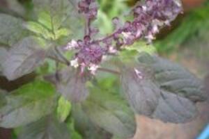 Mẹo chữa hôi miệng tại nhà an toàn