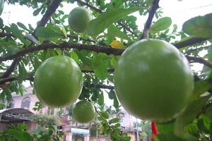 Quả đào tiên nhuận tràng, chữa táo bónQuả đào tiên để chữa các bệnh như: Nhuận trường, tẩy xổ, trị tình trạng ăn uống kém, mất ngủ và dùng làm thuốc bổ...