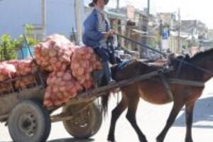 Thực hư lời đồn: Mồ hôi ngựa chữa nghiện rượu