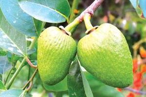 Bình bát Theo kinh nghiệm dân gian, trái bình bát chín ăn nhiều trị được bệnh khí hư (huyết trắng) ở phụ nữ, chứng thiếu máu. Sấy khô dùng chữa tiêu chảy và bệnh lỵ...