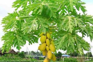 Uống một cốc nước này vào mỗi sáng, bạn sẽ không còn lo đau dạ dày