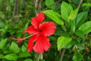 4 vị thuốc chữa bệnh tiểu đường có sẵn tại nhà