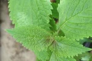 Kinh giới chữa cảm sốt, đau nhứcKinh giới vừa là rau gia vị vừa là cây thuốc. Khi cây kinh giới bắt đầu nở hoa, nhổ cả cây, cắt bỏ rễ, đem phơi hoặc sấy khô.