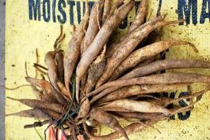 Củ Bách bộ chữa hoTheo y học cổ truyền, bách bộ có vị ngọt, đắng, không độc, có tác dụng nhuận phế, chỉ khái, sát trùng. Thường dùng trị ho, giun đũa, giun kim...