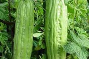 Mướp đắng - Chữa tiểu đường, huyết áp caoỞ nước ta, mọi người thường xắt lát quả mướp đắng chưa già, ngâm vào nước muối để giảm chất đắng, đem nấu canh hay làm món xào hoặc nhồi thịt xay vào ruột quả mướp rồi đem nấu canh.