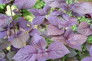 Tía tô chữa tiểu tiện không thôngTheo Đông y, tía tô còn có gọi là é tía, hán tử tô, xích tô có tính ấm, vị cay, đi vào 3 kinh phế, tâm, tỳ, không độc.