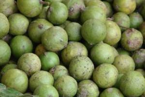 Quả sấu thuốc tiêu thực, chỉ khátĐông y cho rằng quả sấu lúc xanh có vị chua hơi chát, khi quả chín có vị chua, ngọt, tính mát, có công năng kiện vị sinh tân, tiêu thực chỉ khát, chỉ ho, tiêu đờm...