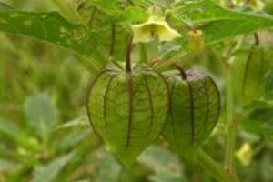 Cây tầm bóp: Loại cây dại chữa tiểu đường hiệu quả