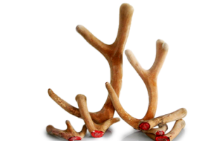 Lộc nhung và tác dụng chữa bệnh của Lộc nhung