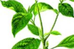 Cà hôi trị thoát giangCà hôi còn gọi là cây la, La rừng, Ngoi, Chìa vôi, Toong muốc, Phô hức (Tày), Co sà lang (Thái), Sung mou (Luang prabang – Lào)…