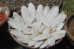 Mai mực - Vị thuốc hayMai mực là một vị thuốc có vị mặn chát, mùi hơi tanh, tính ấm, không độc, có tác dụng cầm máu, giảm đau, làm se chống loét…