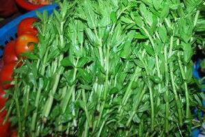 Rau ngổ trị sỏi thậnTheo các thầy thuốc, rau ngổ có vị cay, thơm, hơi chát, tính mát, có tác dụng thanh nhiệt, chỉ khái, giải độc, tiêu thũng, trừ viêm, chống sưng, giảm đau...