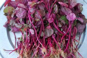 Rau dền đỏ chữa táo bónTheo Đông y, rau dền đỏ vị ngọt, tính mát, có tác dụng thanh nhiệt, mát máu, lợi tiểu, sát trùng, trị nhiệt lỵ, huyết nhiệt...