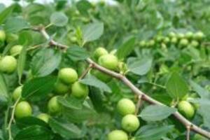 4 Phương pháp trị mụn mủ xanh và vàng bằng thiên nhiên