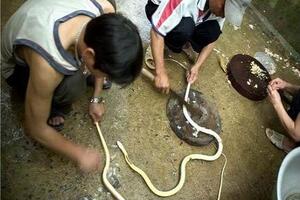 Các vị thuốc từ RắnTất cả các bộ phận từ cơ thể rắn đều có thể đem chế được thành thuốc, dùng để tăng cường sinh lực, phòng chống và chữa trị hiệu quả nhiều bệnh ở người.