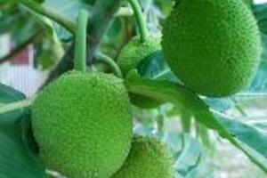 Vị thuốc trừ trái sa kêCác bộ phận như trái, rễ, lá, vỏ và nhựa của cây sa kê đều có nhiều dược tính nên được sử dụng làm thuốc trị bệnh.