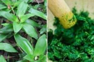 Bật mí cách chữa bệnh gút bằng cây lược vàng đơn giản