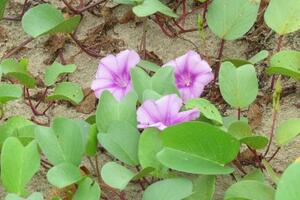 Rau muống biển, chữa nhiều bệnhTheo kinh nghiệm dân gian thì muống biển chữa trị những bệnh viêm và rối loạn tiêu hóa có tác dụng trừ tê thấp, phù thũng, chân tay đau nhức, mỏi.