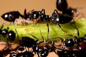 Kiến đen - Thuốc trị nhiều bệnhKiến đen chứa tới 40 – 67% protein gồm nhiều loại acid amin mà trong đó có 8 chất không thể thay thế được...