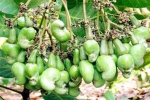 Điều - thực phẩm, cây thuốcCác bộ phận của cây điều rất giàu dược tính nên được sử dụng làm thuốc trị một số bệnh như kiết lỵ, tiêu chảy, viêm họng, đau nhức...