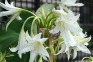 Bài thuốc chữa u xơ tử cung bằng trinh nữ hoàng cung