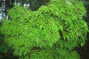 Đinh Lăng - Cây thuốc quýTheo các nhà dinh dưỡng, trong rễ đinh lăng có chứa nhiều saponin có tác dụng như nhân sâm, nhiều sinh tố B1, ngoài ra rễ còn chứa khoảng 13 loại axit amin...