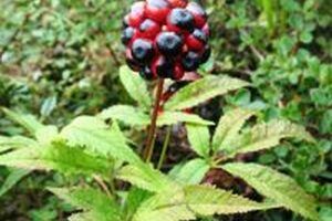 Cùng tìm hiểu công dụng của cây tam thất đối với sức khỏe con người