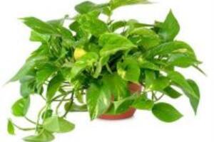 Khám phá công dụng của cây Vạn niên thanh