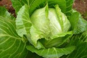 Cây bắp cải – thần dược chữa viêm loét dạ dày