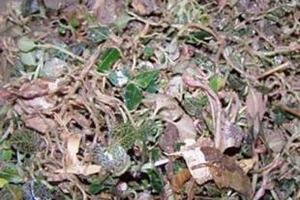 Cây Lan gấmCây kim cương mà hiện nay người dân ở Kon Tum đang đổ xô đi săn tìm, thực tế là cây Lan gấm, hay còn gọi là cây Thạch tằm.